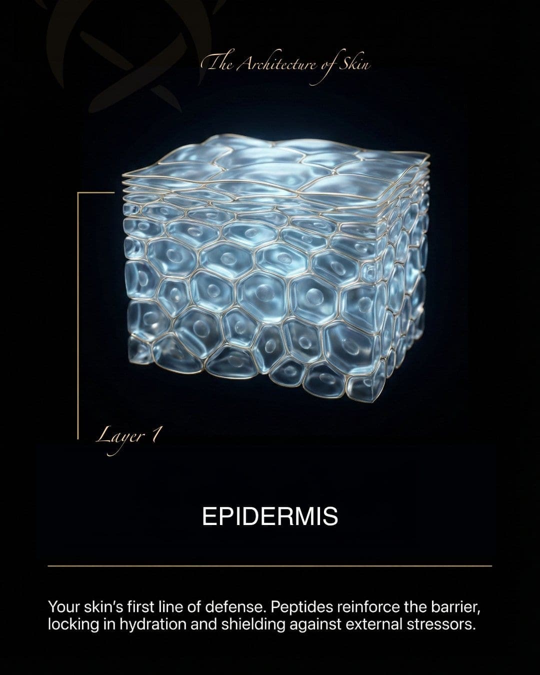 Epidermis layer illustration from The Architecture of Skin carousel, AI-generated