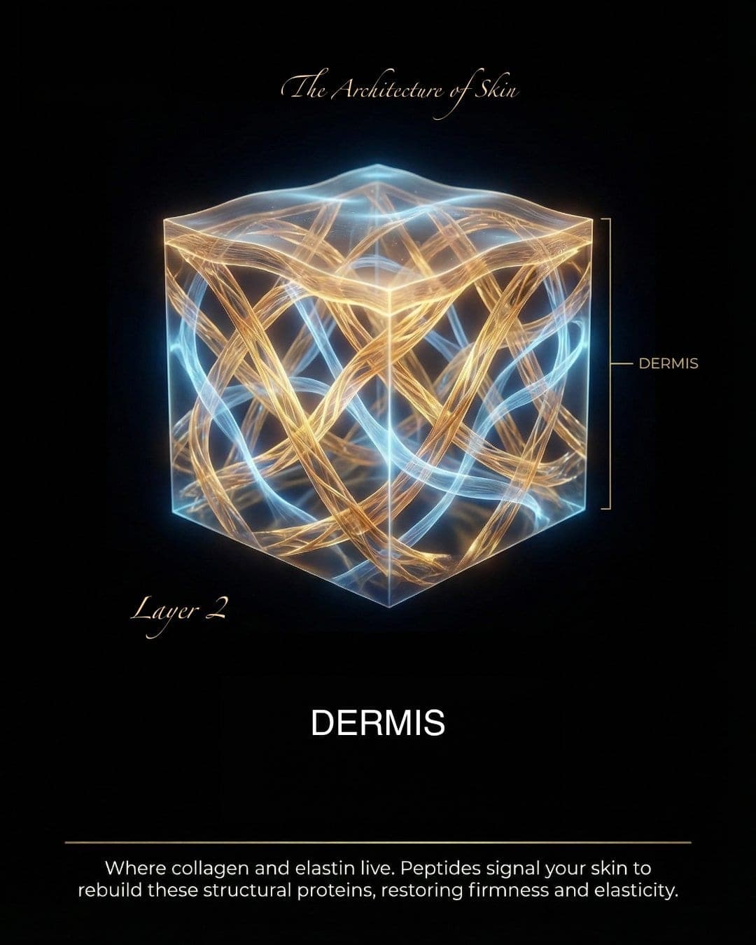 Dermis layer with glowing collagen fibers from The Architecture of Skin carousel, AI-generated