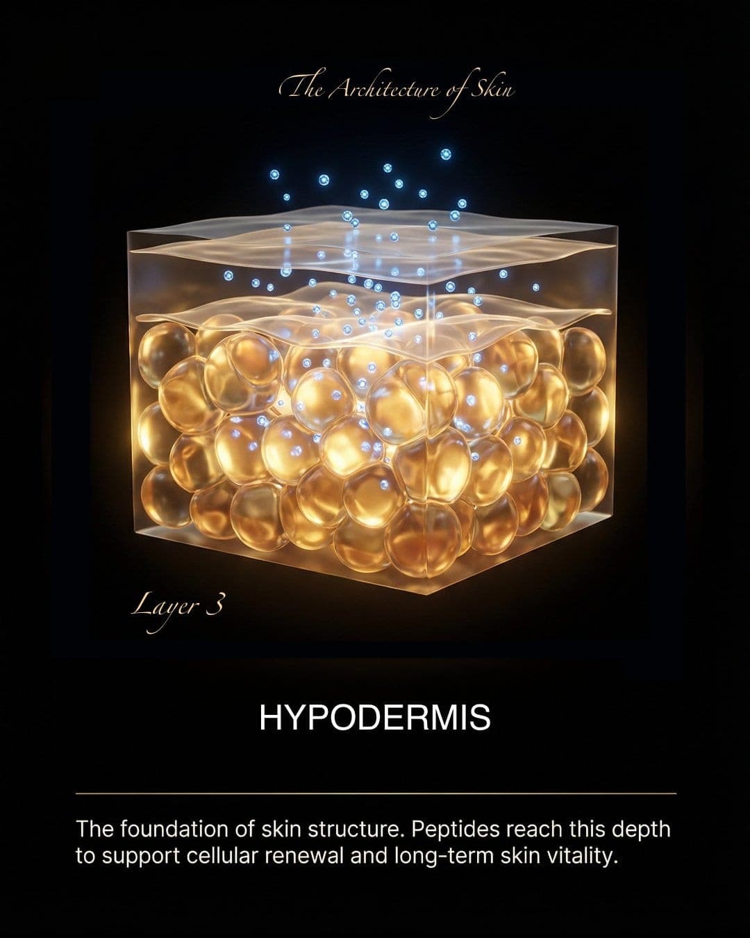 Hypodermis layer illustration from The Architecture of Skin carousel, AI-generated